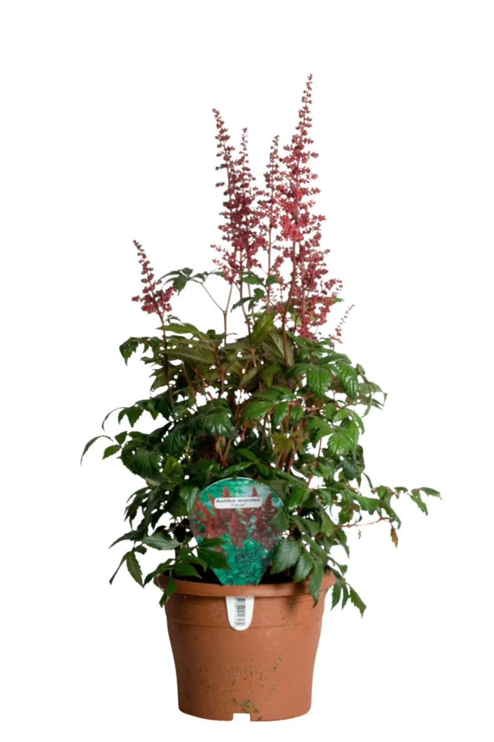 Astilbe Mix Ø17 cm