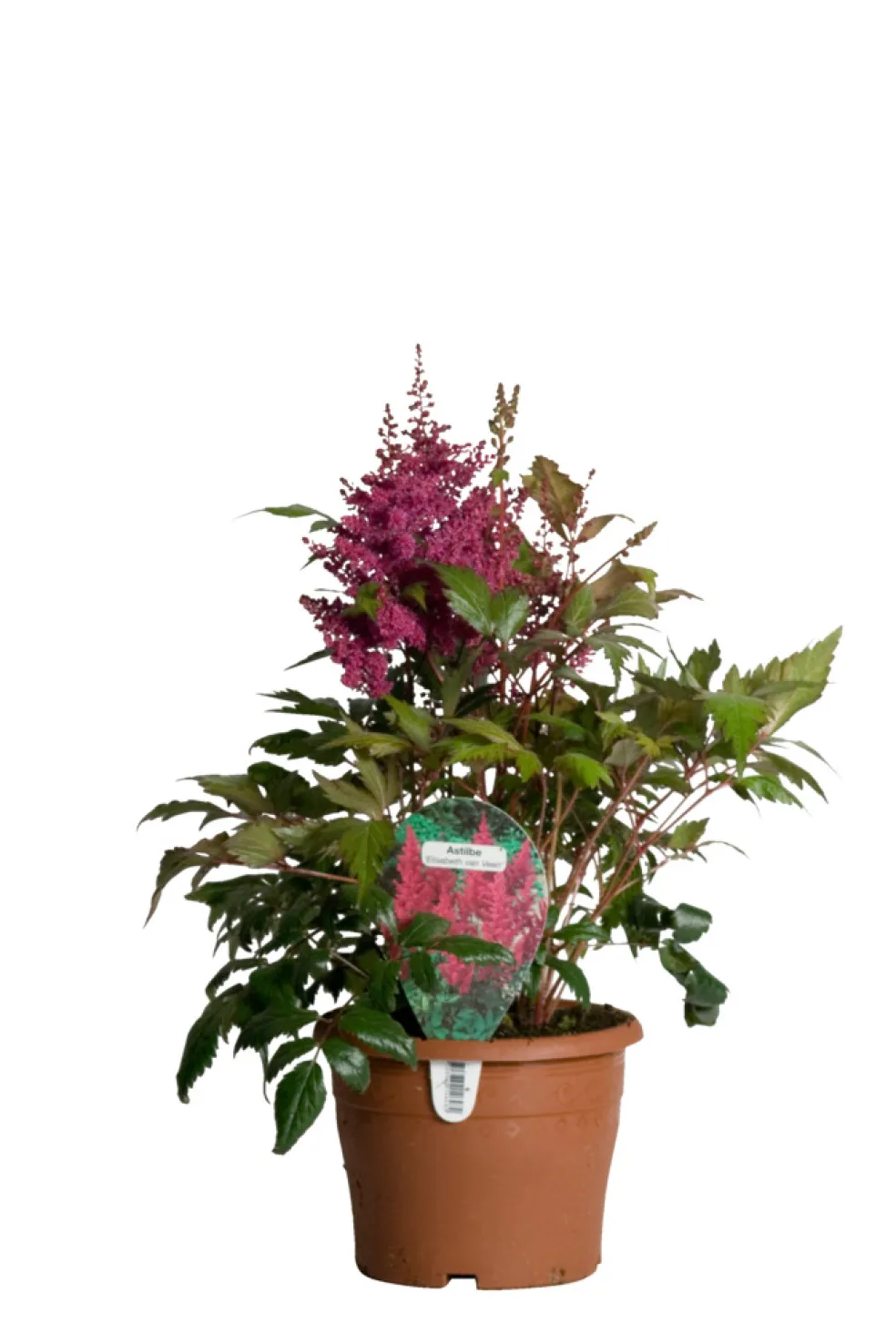Astilbe Mix Ø17 cm