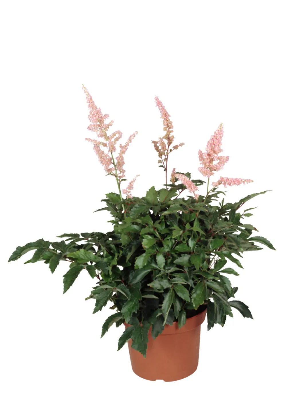 Astilbe Mix Ø17 cm