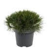 Balkanbergtall ‘Pinus Mugo Mughus' Ø19 cm