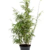 Bambu Rufa/Simba Ø23 cm