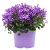 Campanula Ø17 cm