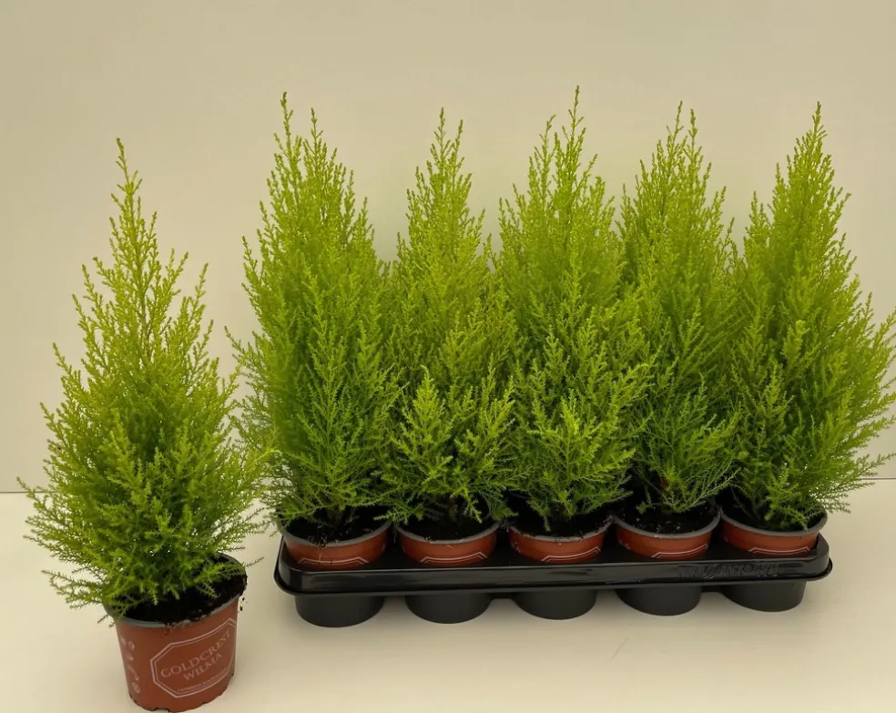 Cypress 'Gold Crest Wilma' Ø12 cm