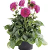 Dahlia Hybrid Ø21 cm