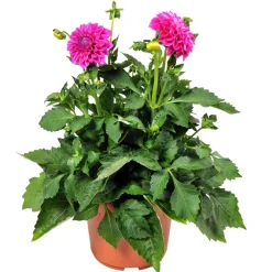 Dahlia Hybrid Ø21 cm