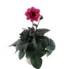 Dahlia 'Temptation' Mix Ø14 cm