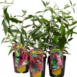 Fjärilsbuske 'Buddleja' Mix Ø17 cm