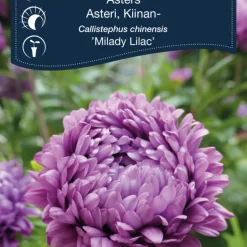 Frö Aster 'Milady Lilac' Weibulls