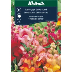 Frö Lejongap 'Frosted Flames' Weibulls
