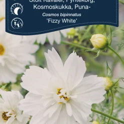 Frö Rosenskära 'Fizzy White' Weibulls