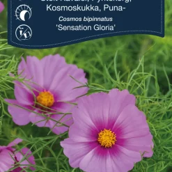 Frö Rosenskära 'Sensation Gloria' Weibulls