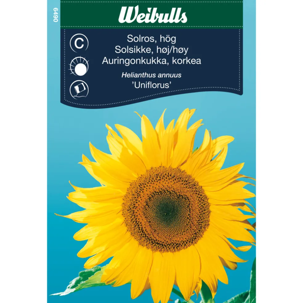 Frö Solros ‘Uniflorus’ Weibulls