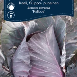 Frö Spetskål Röd ‘Kalibos’ Weibulls