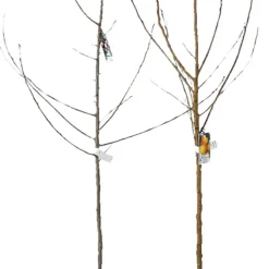 Fruktträd Mix Ø23 x 150 cm