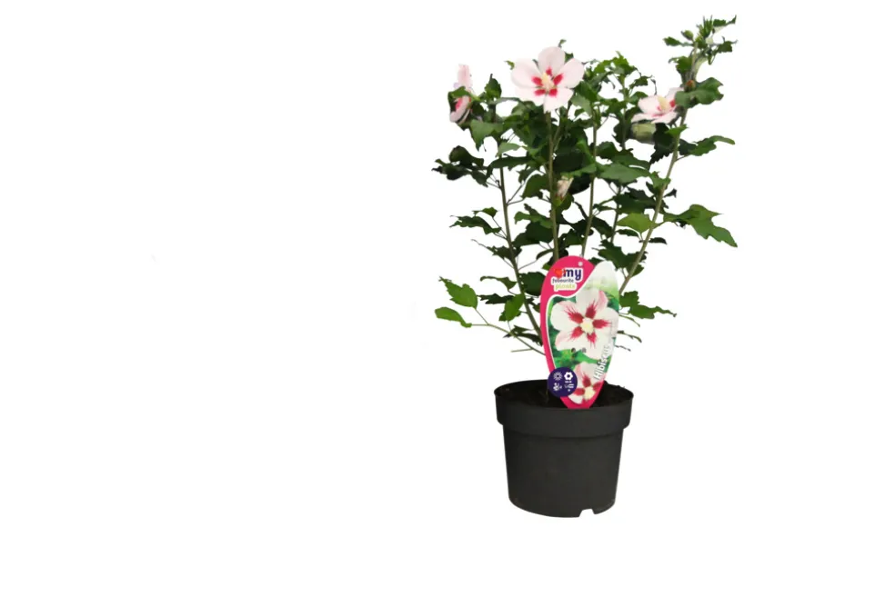 Hibiskus Ø19 cm