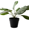 Konstväxt Calathea 30 cm