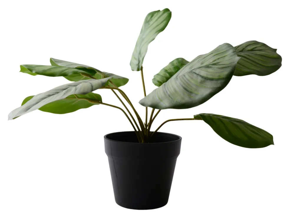 Konstväxt Calathea 30 cm