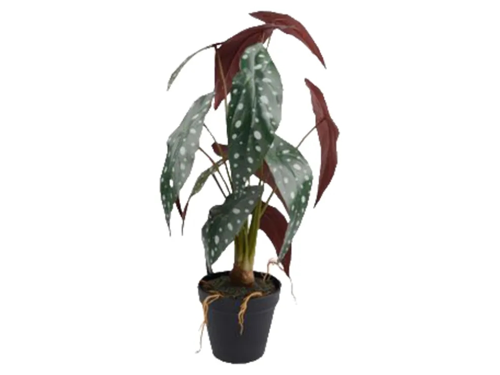 Konstväxt Forellbegonia 58 cm