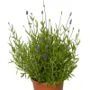 Lavendel Ø12 cm
