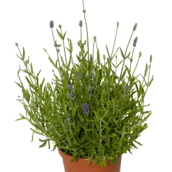Lavendel Ø12 cm