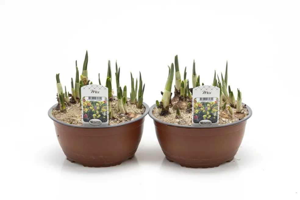 Lökmix Ø19 cm