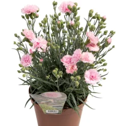 Nejlika 'Dianthus' Ø17 cm