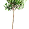 Olivträd H100-120 x Ø20 cm