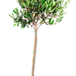 Olivträd H100-120 x Ø20 cm
