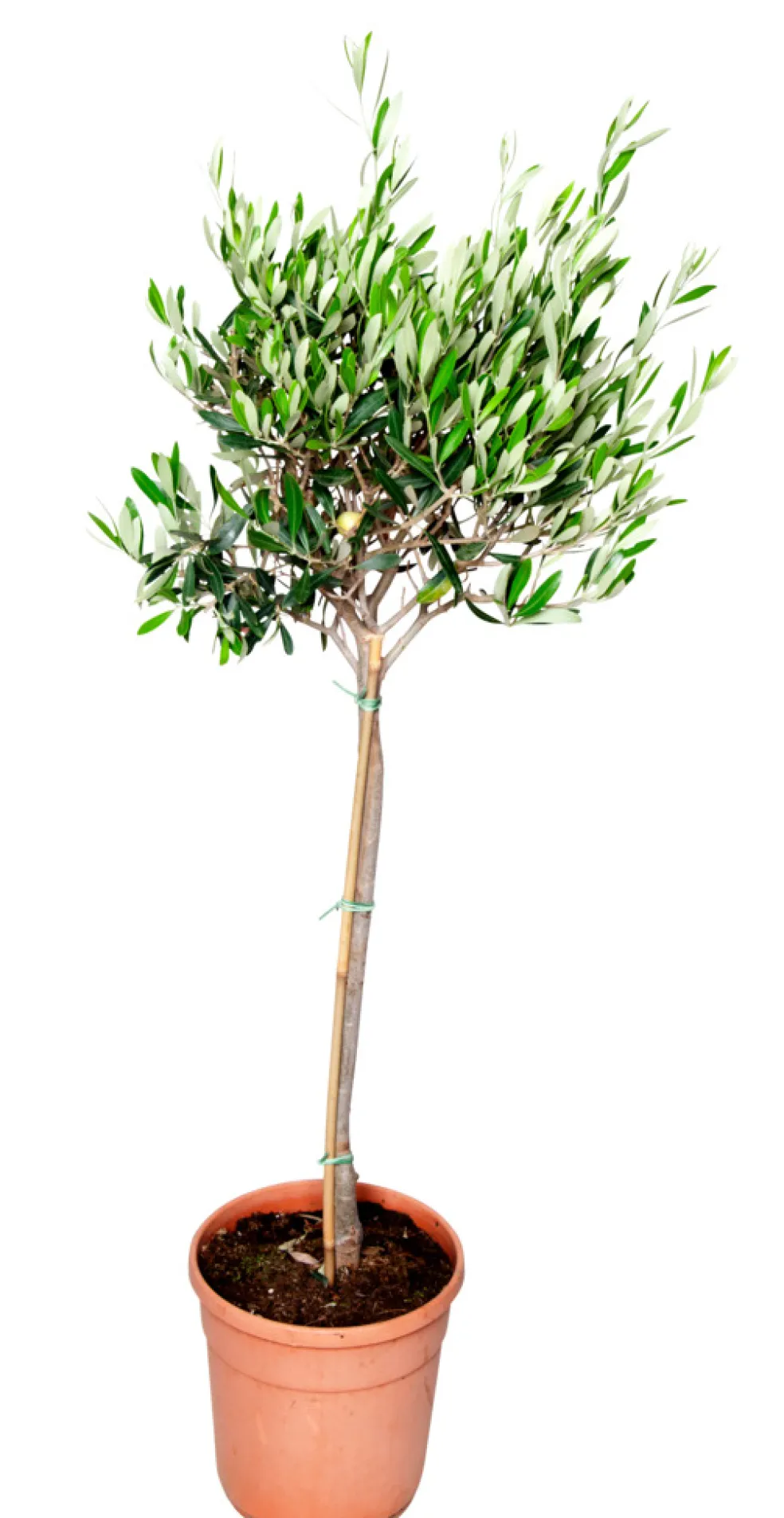 Olivträd H100-120 x Ø20 cm