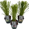 Pampasgräs 'Cortaderia