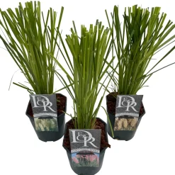 Pampasgräs 'Cortaderia