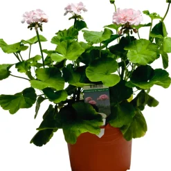 Pelargonia 'Drottning Ingrid' Ø21 cm