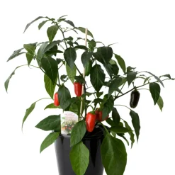 Peppar/Chili Mix Ø11 cm
