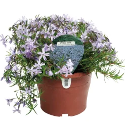 Perenner Mix Ø17 cm