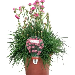 Perenner Mix Ø17 cm