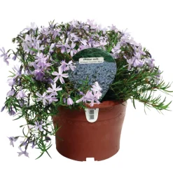 Perenner Mix Ø17 cm
