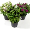 Petunia Ø21 cm