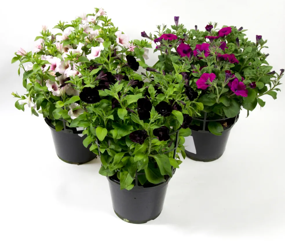 Petunia Ø21 cm