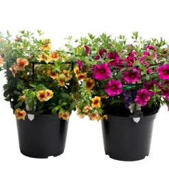 Petunia Ø21 cm