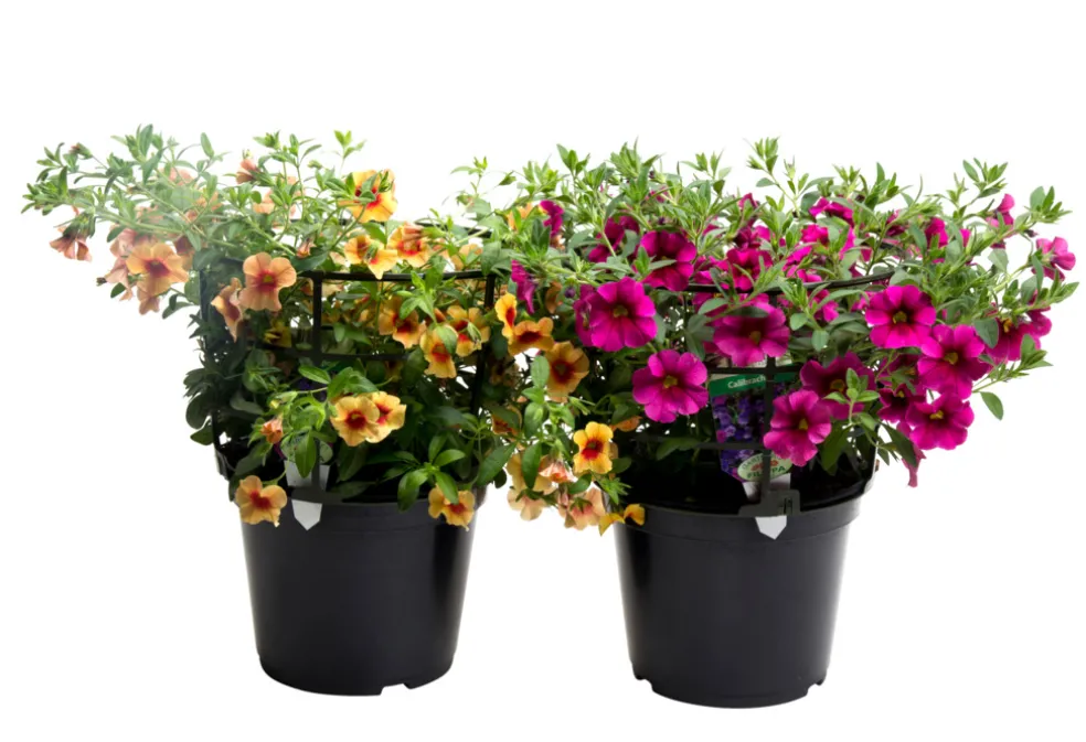 Petunia Ø21 cm