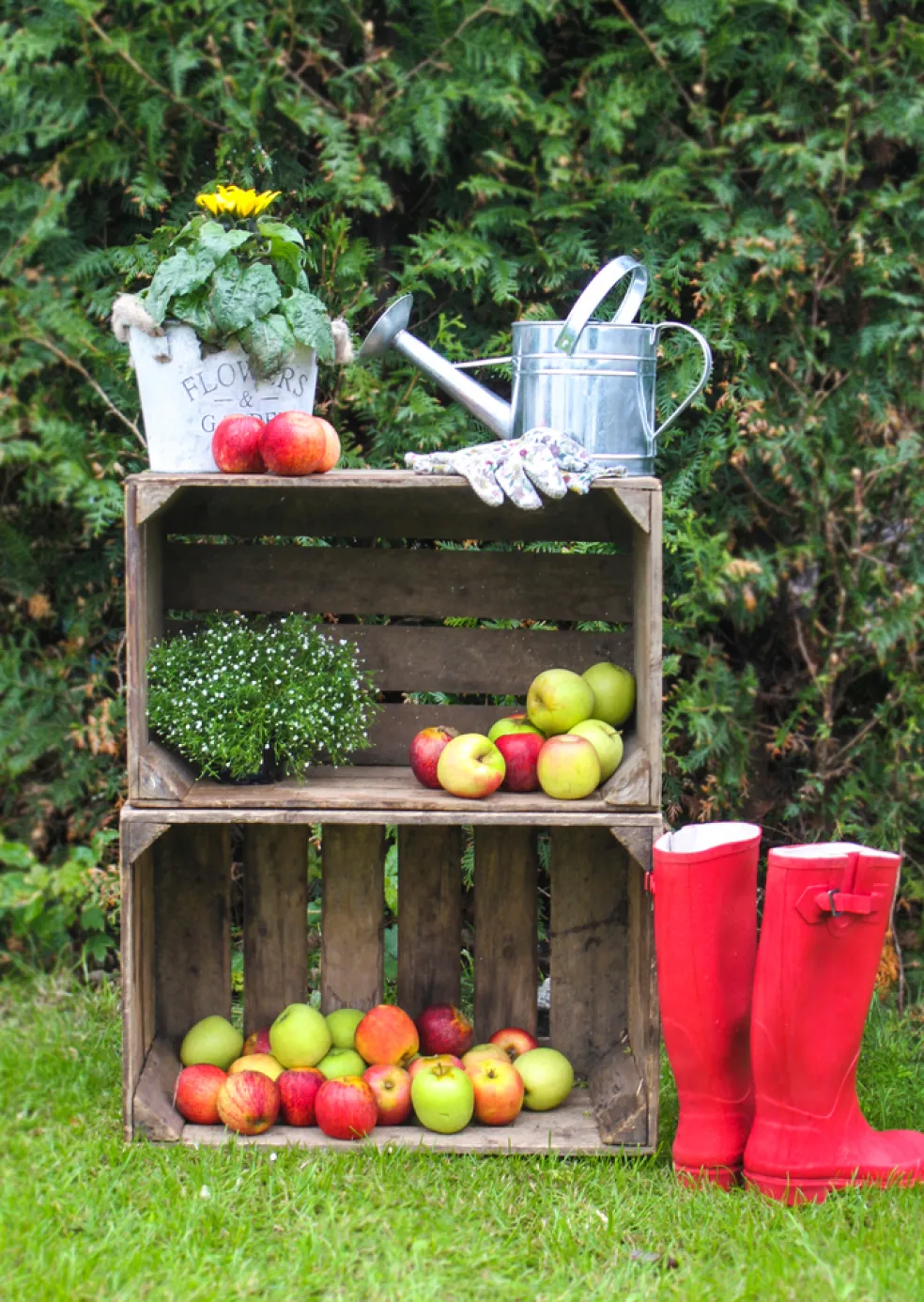Äppellåda Natur