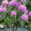 Rhododendron Ø23 cm