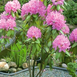 Rhododendron Ø23 cm