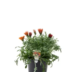 Sommarblommor Mix Ø21 cm