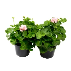 Sommarblommor Mix Ø21 cm