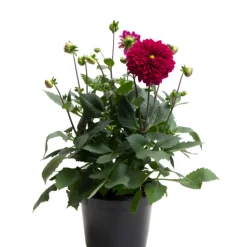 Sommarblommor Mix Ø21 cm