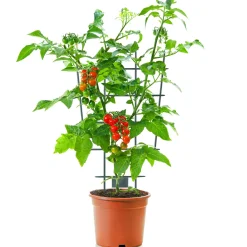 Spaljé Kruka 43 cm 3-pack