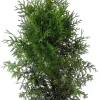Thuja H80-100 x Ø21 cm