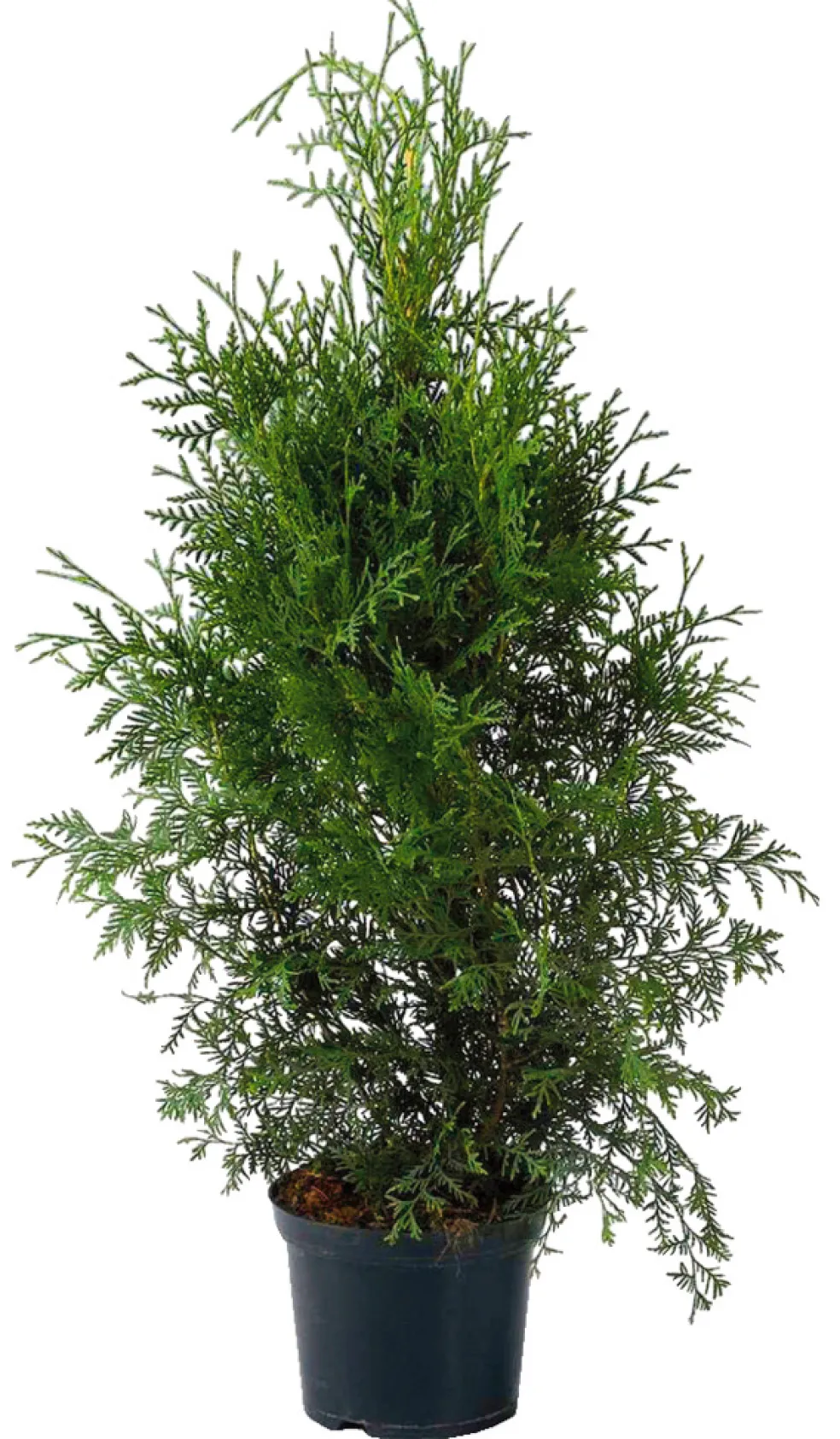 Thuja H80-100 x Ø21 cm