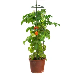 Tomattorn 150 cm Garden